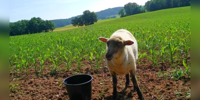 Wasser und Müsli lockten das freilaufende Schaf an. Das Foto hat eine Wildkamera aufgenommen, die von den Tierliebhaberinnen an der Futterstelle installiert worden war. (Foto: Hundesuchhilfe Franken e.V. )