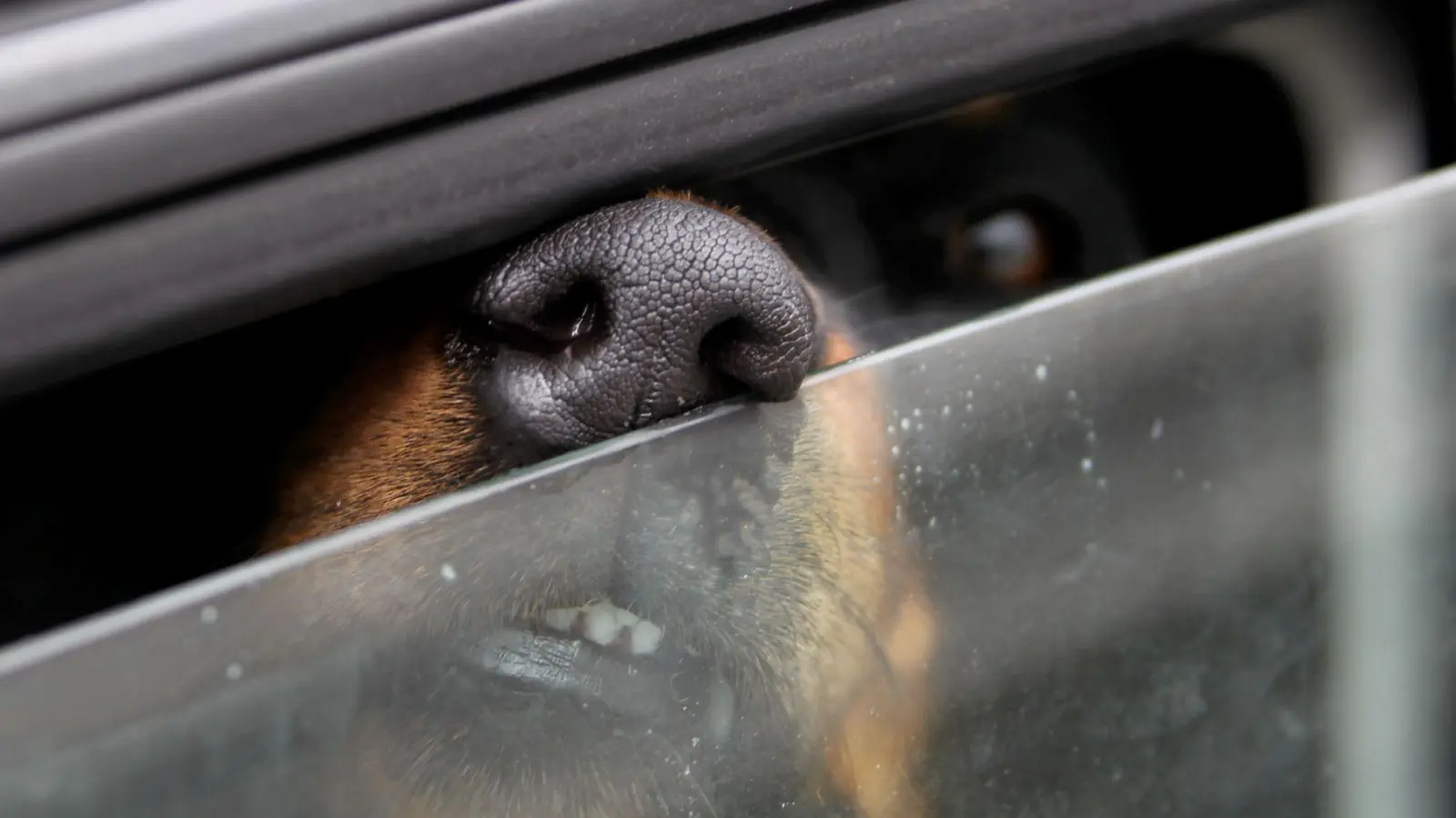 Ein Hund ist in Dingolfing gestorben, nachdem er in einem Auto zurückgelassen worden war.(Symbolbild)  (Foto: Stephan Jansen/dpa)