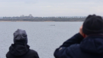 Der Walt liegt nur wenige Hundert Meter vom Festland entfernt.  (Foto: Daniel Bockwoldt/dpa)