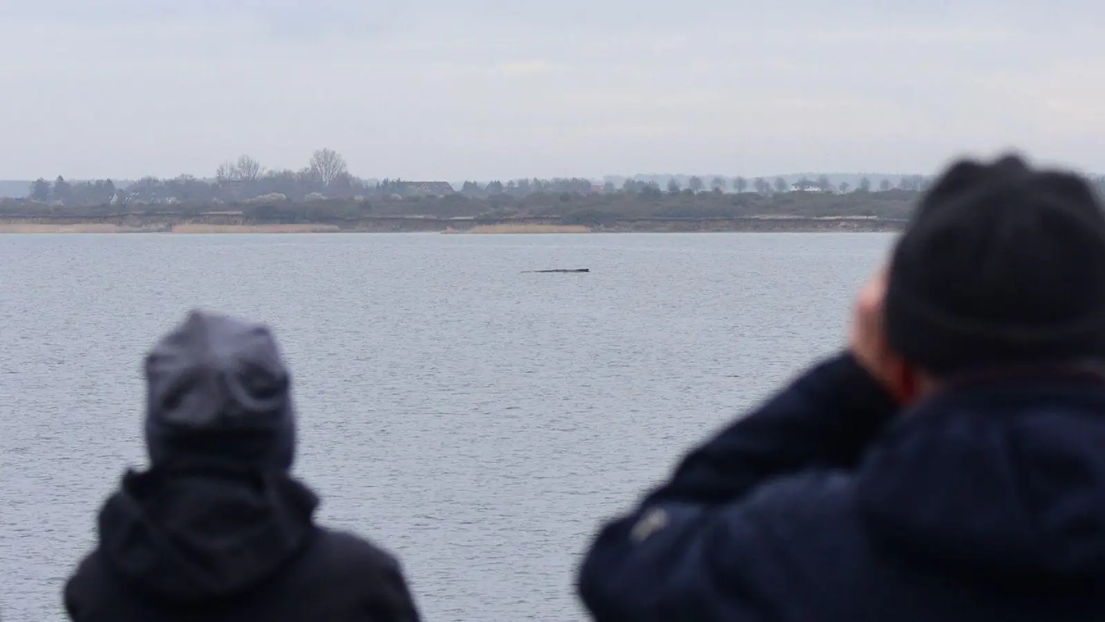 Der Walt liegt nur wenige Hundert Meter vom Festland entfernt.  (Foto: Daniel Bockwoldt/dpa)