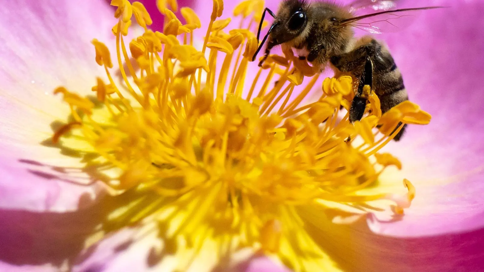 Eine Biene sucht in der Blüte von einer Blume nach Pollen. (Foto: Sven Hoppe/dpa/Archivbild)