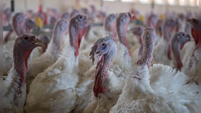 Puten im Stall eines Mastbetriebs. (Symbolbild) (Foto: Philip Dulian/dpa)