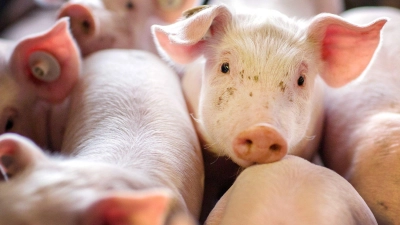 Die Ferkel mussten in eine Notstation für Tiere gebracht werden. (Symbolbild) (Foto: Jens Büttner/dpa-Zentralbild/dpa)