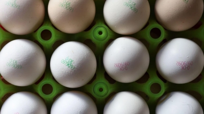 Eier könnten durch die Vogelgrippe teurer werden. (Symbolbild) (Foto: Karl-Josef Hildenbrand/dpa)