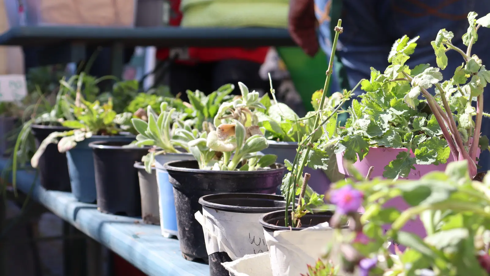 Von Kräutern über Sukkulenten bis zum Immergrün: Für jeden Garten und Balkon gab es geeignete Pflanzen. (Foto: Antonia Müller)