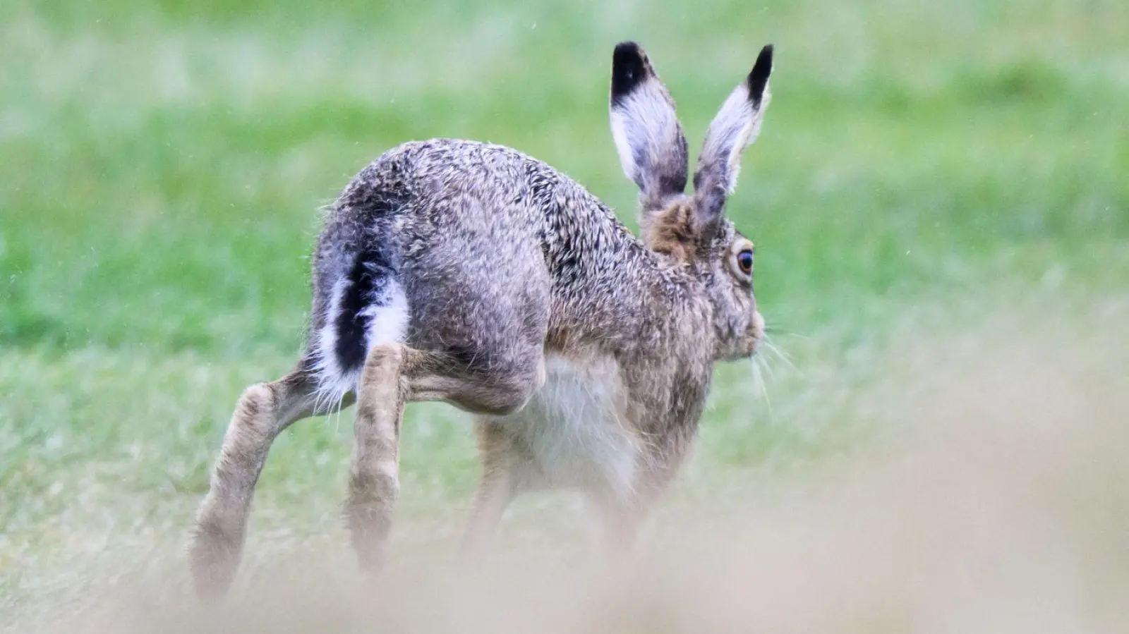 Ein Feldhase in freier Wildbahn: Bei Wässerndorf nahe Seinsheim wurden zwei an Tularämie verendete Tiere gefunden. (Foto: Julian Stratenschulte/dpa)