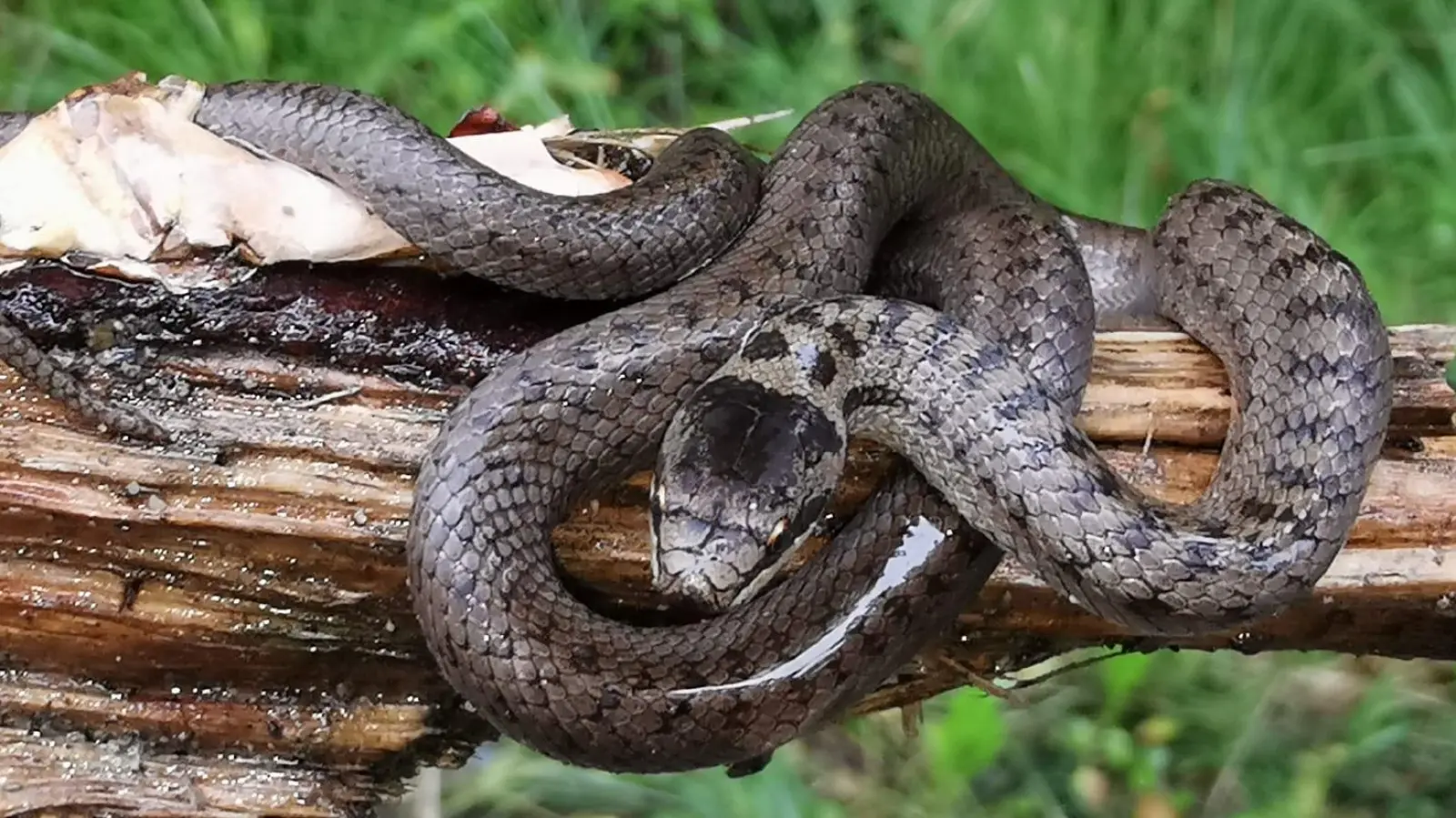 Eine der beobachteten Schlingnattern. (Foto: Kathrin Feindert)