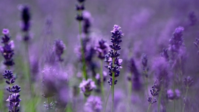 Lavendel benötigt einen sonnigen, windgeschützten Standort und einen durchlässigen Boden. (Foto: Andrea Warnecke/dpa-tmn)