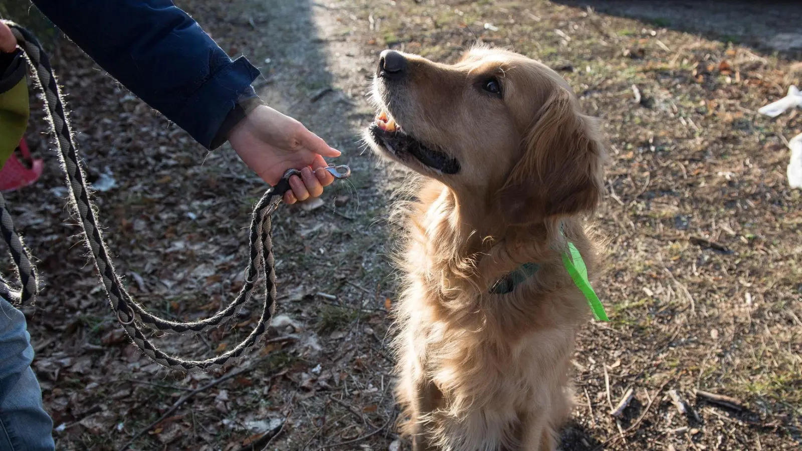 Hunde dürfen in Jagdrevieren nicht unbeaufsichtigt frei laufen. Das soll ein Hundehalter in Dentlein am Forst wiederholt missachtet haben. (Symbolbild: Robert Günther/dpa-tmn)