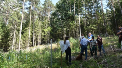 Die Lochhiebe im Neustädter Stadtwald dienen der Auflichtung und Aufforstung mit artenreichen, standortangepassten und klimabeständigen Bäumen. Das ist Teil des Konzepts des Ökokontos. (Symbolbild: Anita Dlugoß)