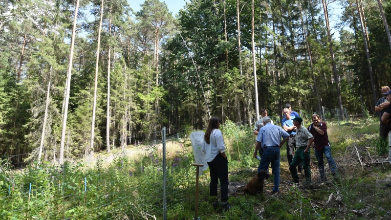 Die Lochhiebe im Neustädter Stadtwald dienen der Auflichtung und Aufforstung mit artenreichen, standortangepassten und klimabeständigen Bäumen. Das ist Teil des Konzepts des Ökokontos. (Symbolbild: Anita Dlugoß)