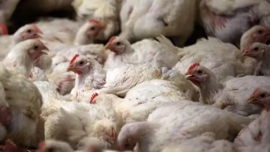 Hühner werden bei Fleischuntersuchungen häufiger als ungenießbar eingestuft als Schweine. (Foto: Jens Büttner/dpa-Zentralbild/dpa/Archivbild)