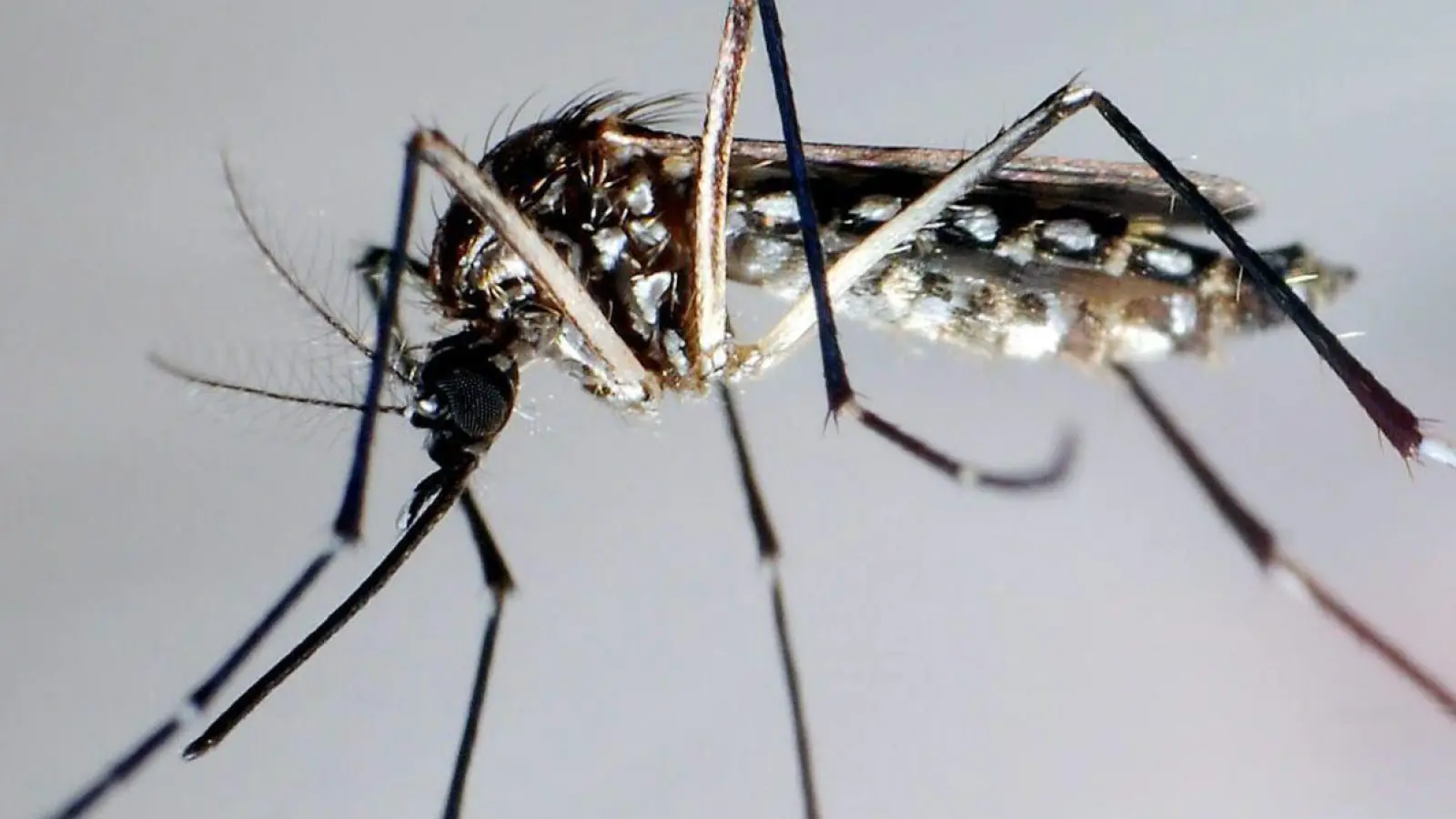 Eine Stechmücke der Art „Aedes aegypti“, auch Gelbfiebermücke, Denguemücke oder Ägyptische Tigermücke genannt. Sie überträgt verschiedene Krankheiten, darunter das Dengue-Fieber. (Foto: Gustavo Amador/epa efe/dpa-tmn)