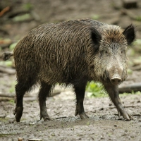 Bisher verhält sich das Wildschwein auf dem Friedhof wohl friedlich. (Archivbild) (Foto: Fredrik von Erichsen/dpa)