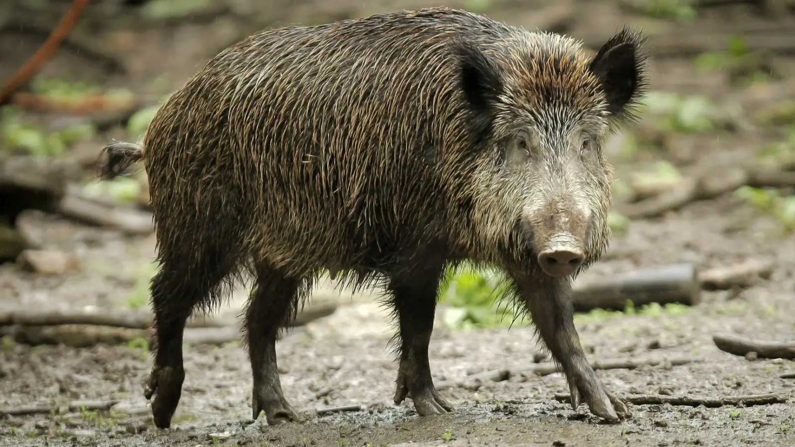 Bisher verhält sich das Wildschwein auf dem Friedhof wohl friedlich. (Archivbild) (Foto: Fredrik von Erichsen/dpa)