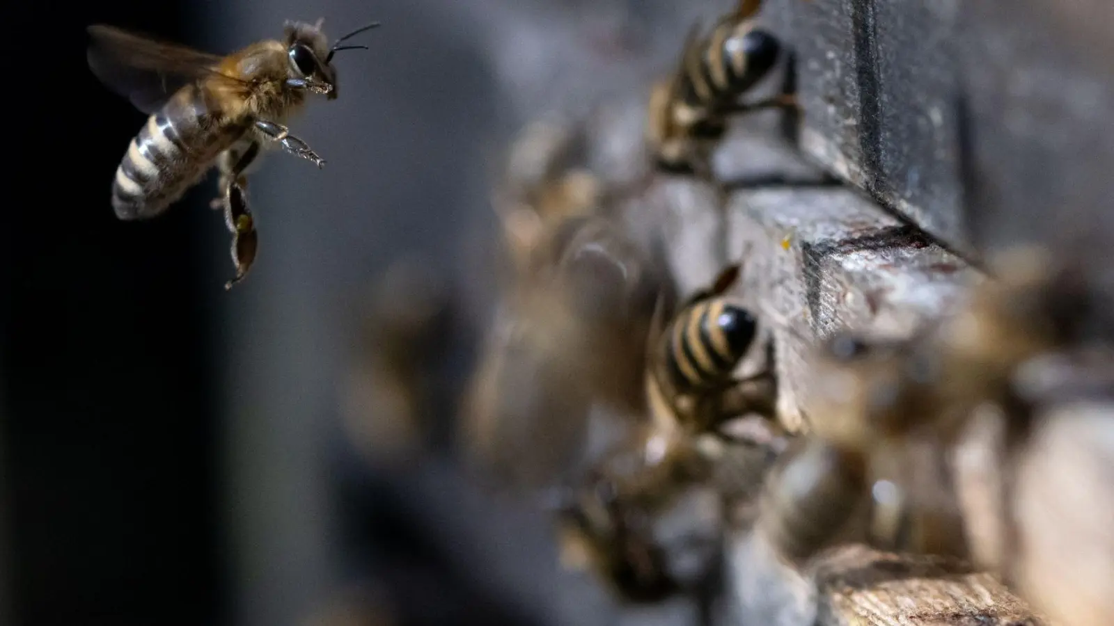 Honigbienen fliegen in der Innenstadt einen Bienenstock an. (Foto: Sven Hoppe/dpa/Symbolbild)