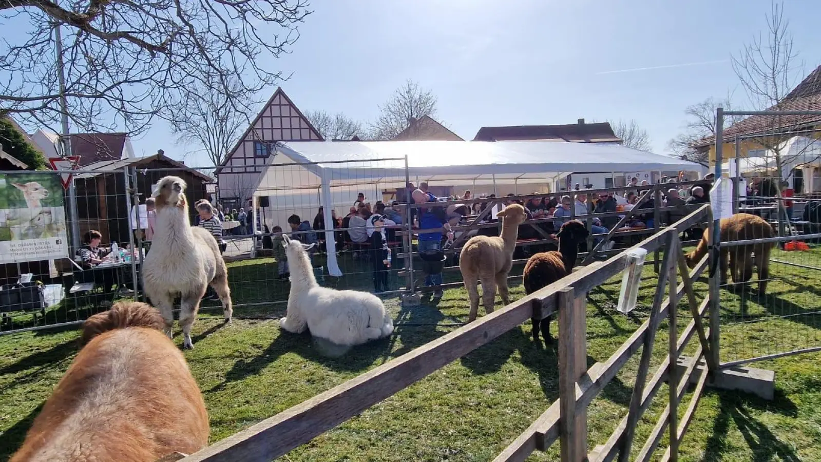 Die Alpakas waren die heimlichen Stars vom Viehmarkt in Wettringen. (Foto: Ulrich Schwandt)