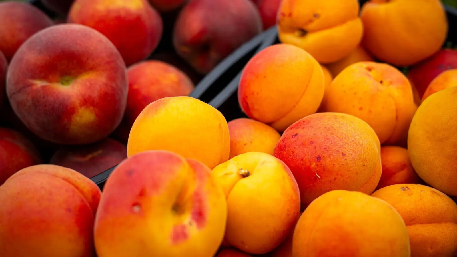 Kein Grund zur Sorge: Gespaltene Kerne bei Pfirsichen, Nektarinen oder Aprikosen sind meist harmlos. (Foto: Sina Schuldt/dpa/dpa-tmn)