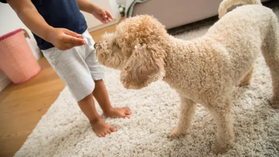 So lieb ein Hund auch sein mag, schnappt er im Affekt zu, kann es für Kinder gefährlich werden. (Foto: Christin Klose/dpa-tmn)