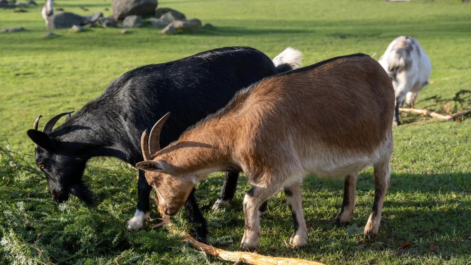 Eine Ziege brachte im Sommer 2023 im Vogelpark Marlow eine Urlauberin aus Sachsen-Anhalt zu Fall. Um Folgekosten etwa für die Behandlung der Frau wurde vor Gericht gestritten. (Archivbild) (Foto: Stefan Sauer/dpa)