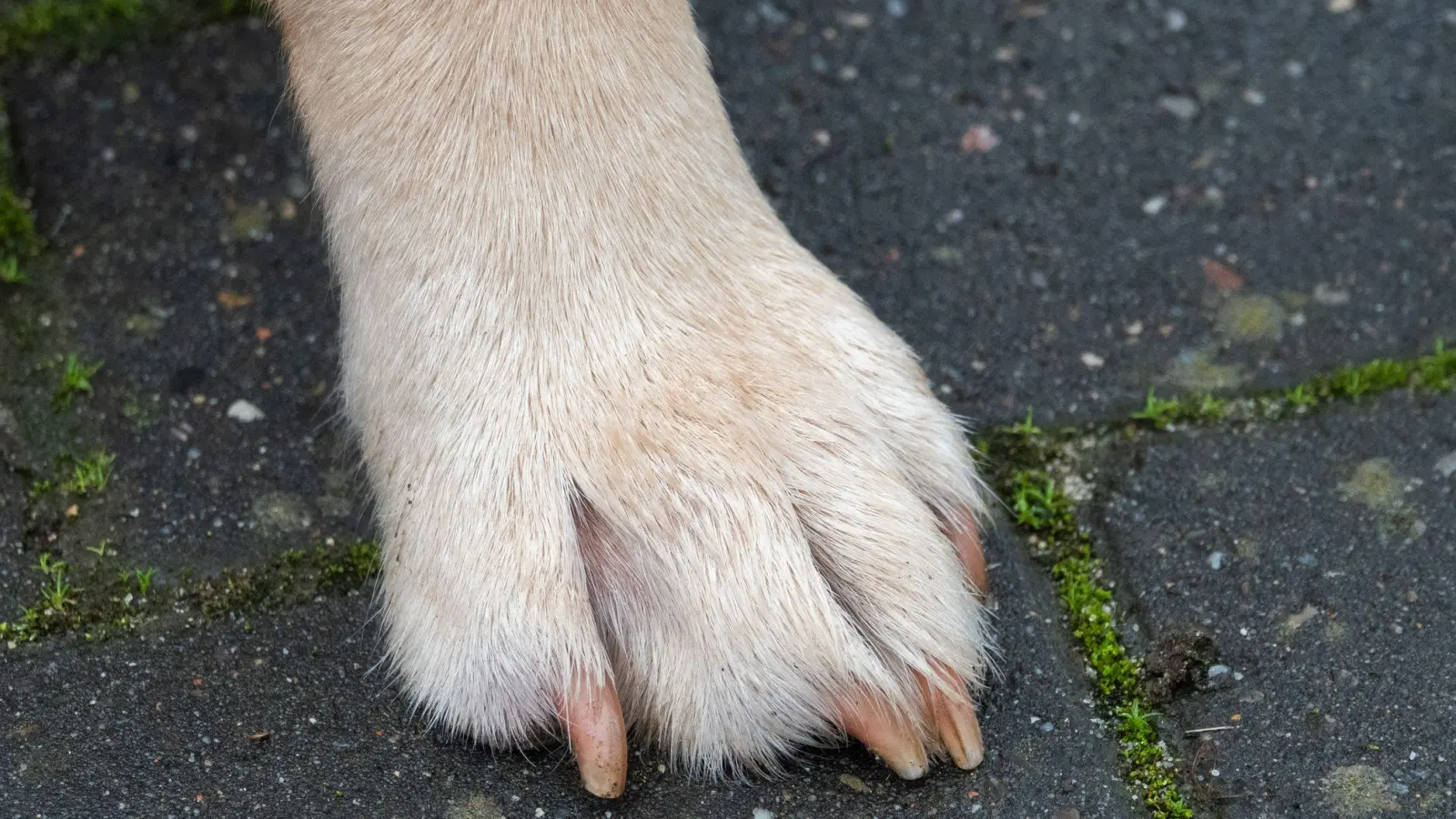 Assistenzhunde haben spezielle Ausweispapiere und Abzeichen. (Symbolbild) (Foto: Demy Becker/dpa)