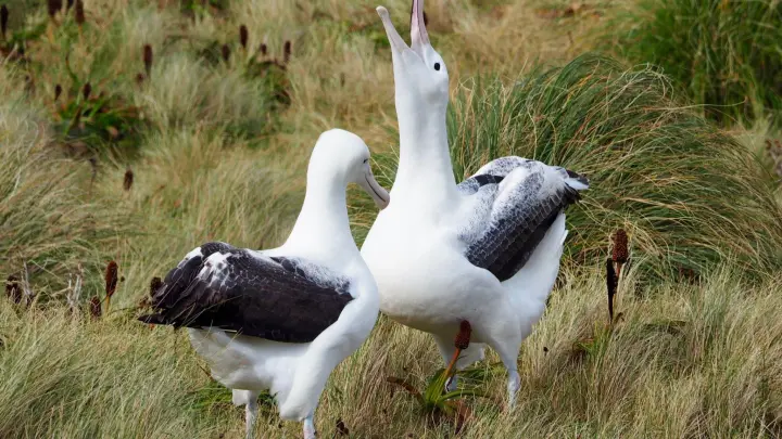 In Neuseeland sind mehrere Eier einer einzigartigen Albatros-Kolonie verschwunden. Der Nördliche Königsalbatros ist mit einer Flügelspannweite von mehr als drei Metern einer der größten Seevögel der Welt. (Foto: Ellen Rykers/Forest and Bird/dpa)
