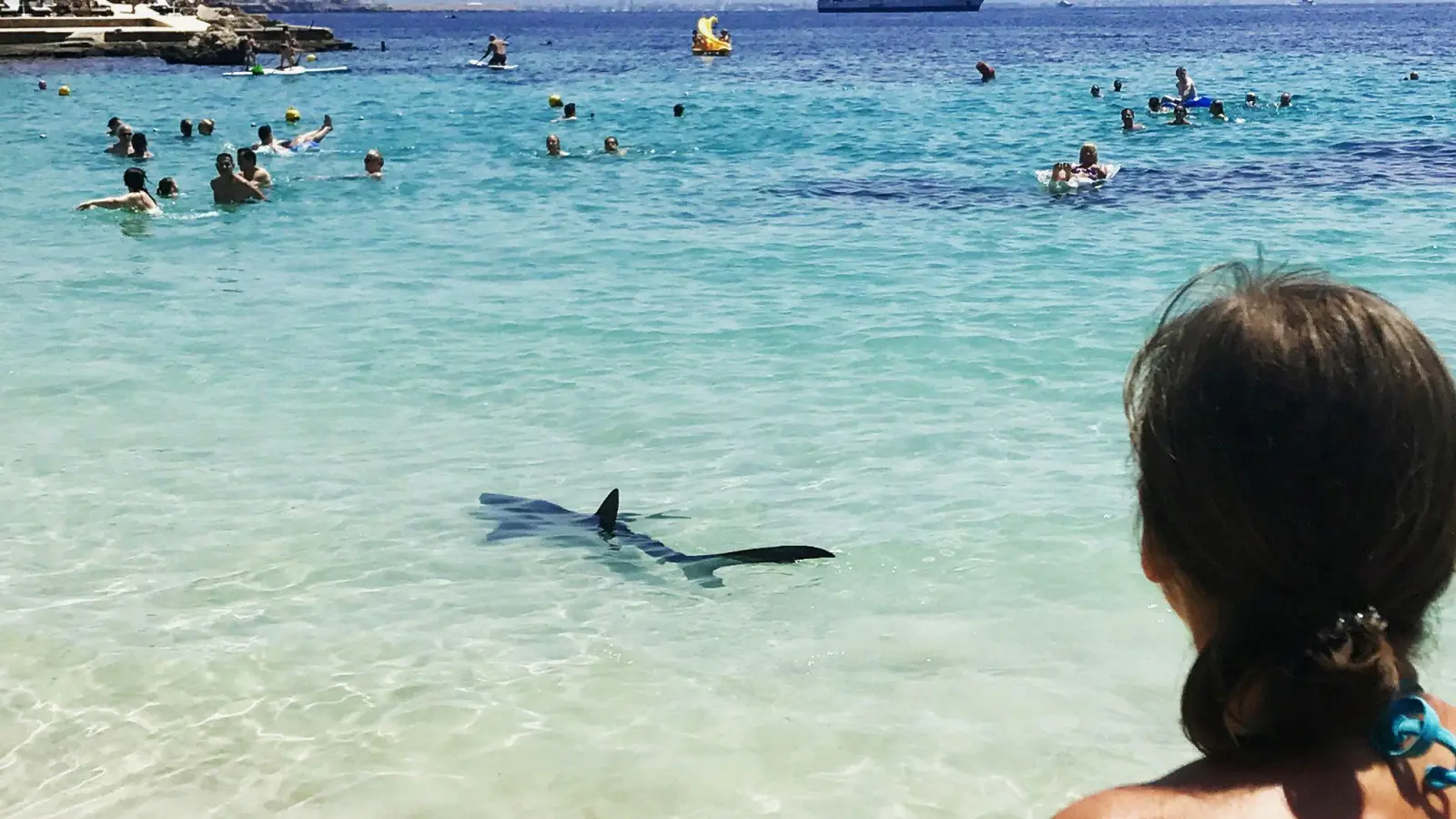 Ein Hai schwimmt durch flaches Wasser auf Mallorca und erschreckt Badegäste. (Foto: -/Angela & Tim Prottey-Jones/dpa)
