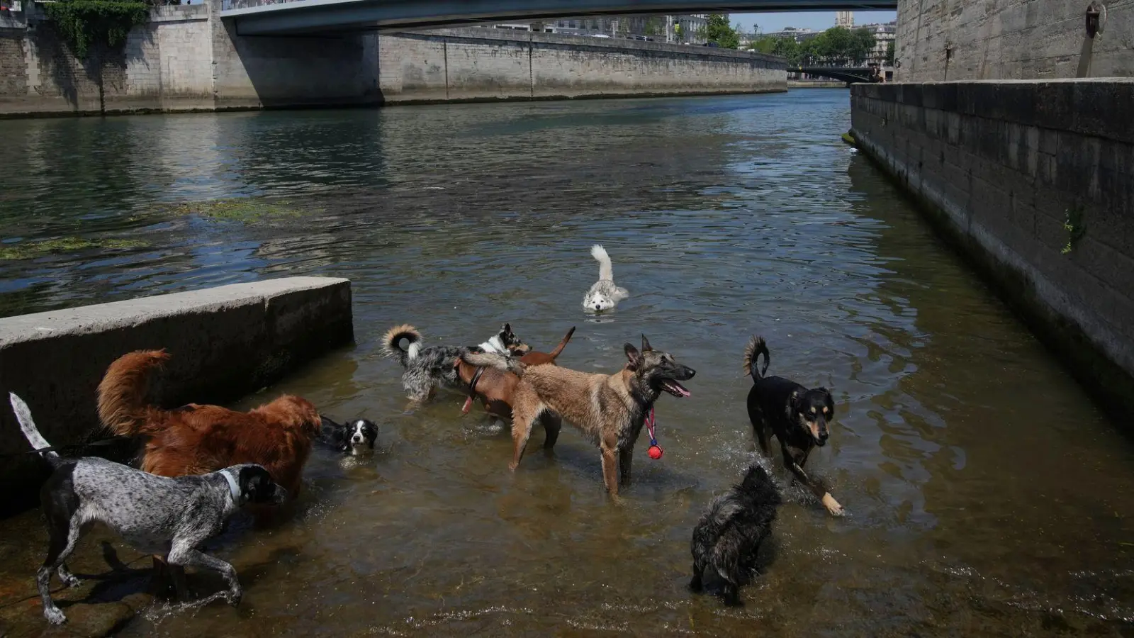 Sind das schon die Hundstag? Hunde baden in der Seine, während die Temperatur in Paris auf bis zu 32 Grad Celsius ansteigt. (Foto: Christophe Ena/AP/dpa)