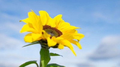 Besonders der Süden profitiert von der Wetterlage.  (Foto: Uwe Anspach/dpa)