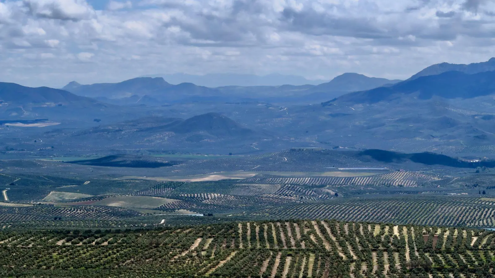 Millionen Olivenbäume in Reih und Glied: In der andalusischen Provinz Jaén liegt das größte Olivenanbaugebiet Europas. (Foto: Daniela David/dpa-tmn)