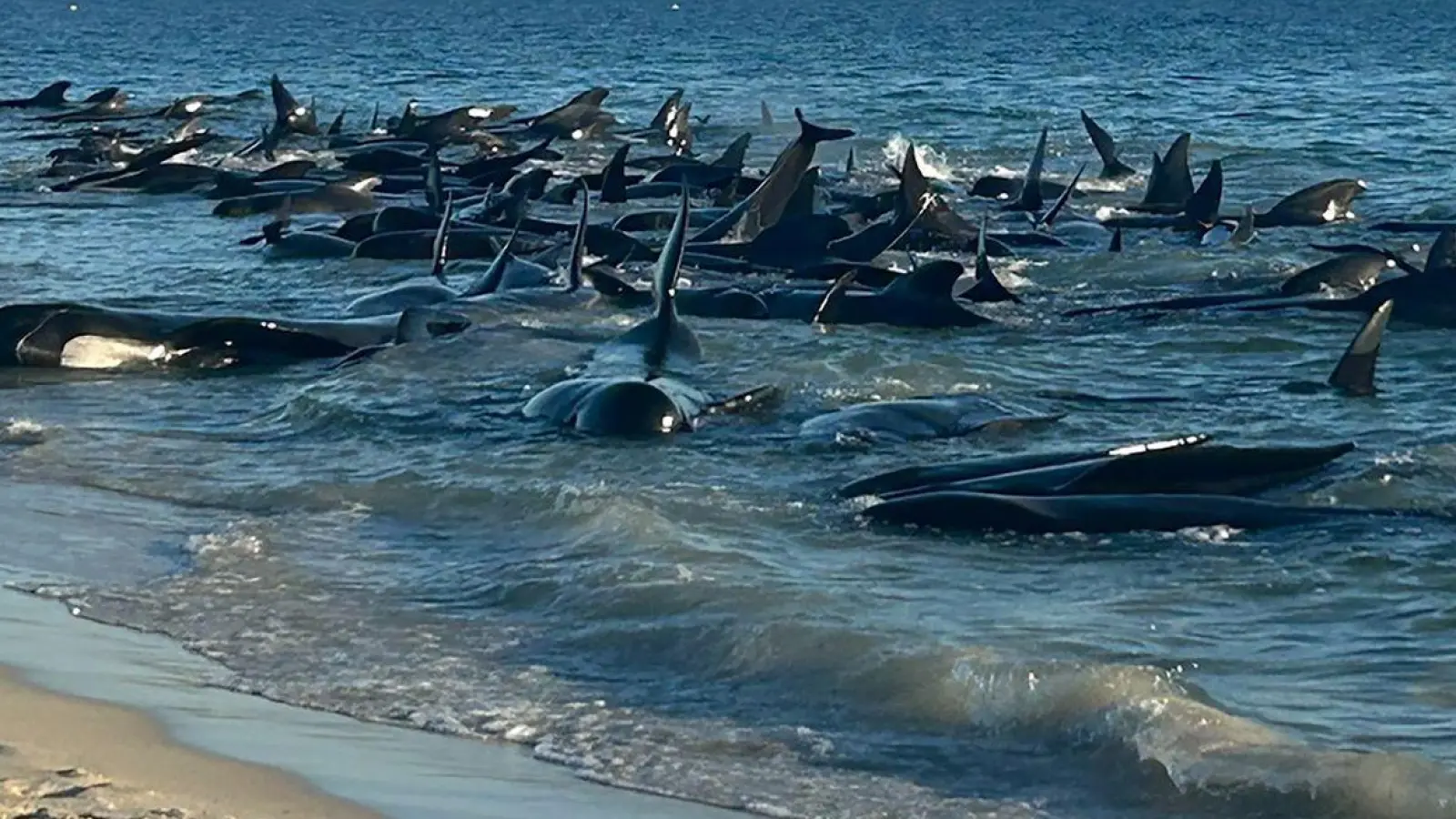 Ein Großteil der Wale konnte gerettet werden. (Foto: Supplied/PARKS AND WILDLIFE WESTERN AUSTRALIA/AAP/dpa)