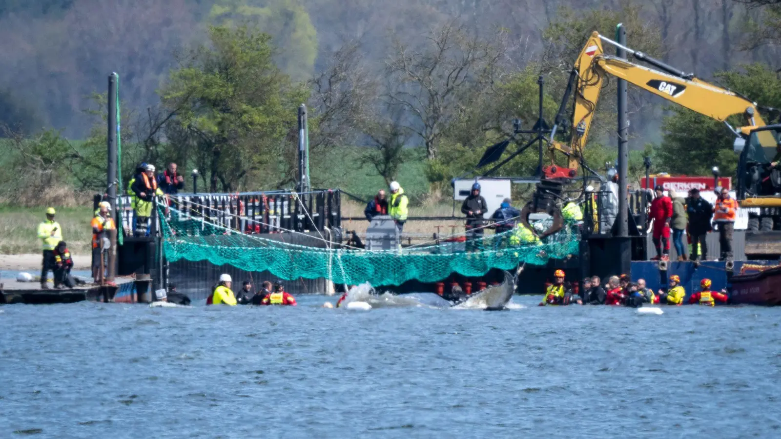 Das Tier bewegte sich durch eine zuvor ausgebaggerte Rinne in die sogenannte Barge, nachdem Helfer ihn zuvor mit Gurten in diese Richtung gezogen hatten. (Foto: Philip Dulian/dpa)
