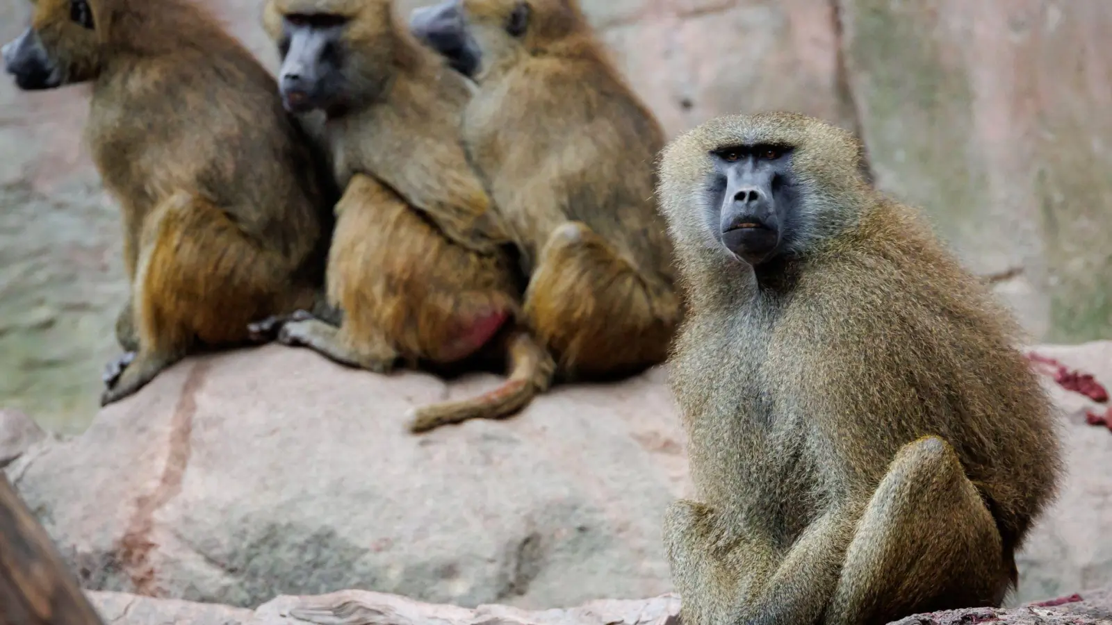 Die Tierschutz- und Tierrechtsorganisationen befürchten, dass mit den Nürnberger Pavianen ein Exempel statuiert werden soll. (Foto: Daniel Karmann/dpa)