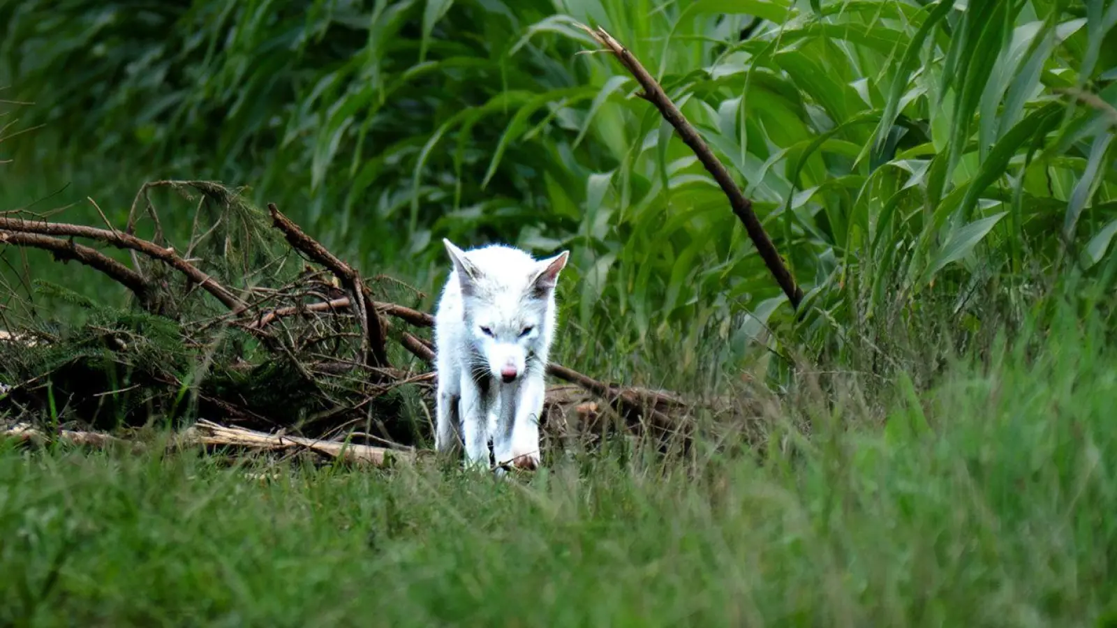 Das Fell des Fuchses war nicht flauschig genug für einen Polarfuchs. (Foto: Dominik Reigl/LBV/dpa)