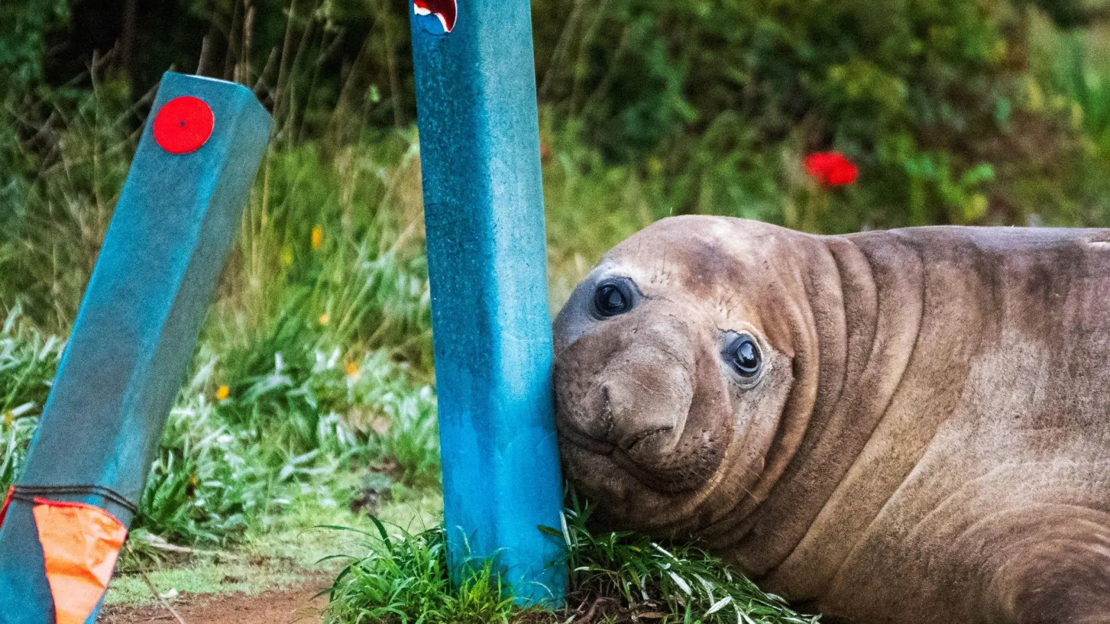 „Neil the Seal“ ist in Australien ein Internet-Liebling. (Foto: Sam Volker/Sam Volker Photography/AP/dpa)
