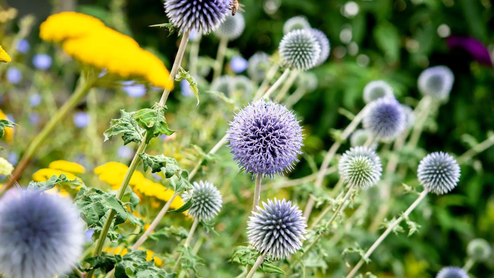 Kugeldisteln sind nicht nur hübsch anzusehen, sie halten auch intensive Sonne aus. (Foto: Hauke-Christian Dittrich/dpa/dpa-tmn)