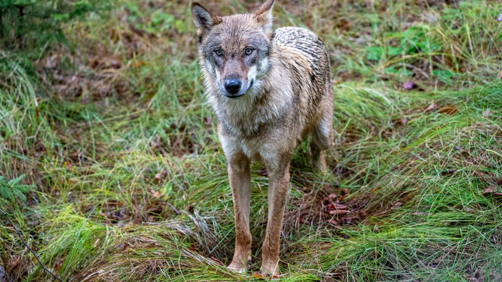 Jungwolf in einem Gehege. In Unterfranken hat ein Wolf mindestens ein Schaf gerissen. (Archivbild) (Foto: Armin Weigel/dpa)