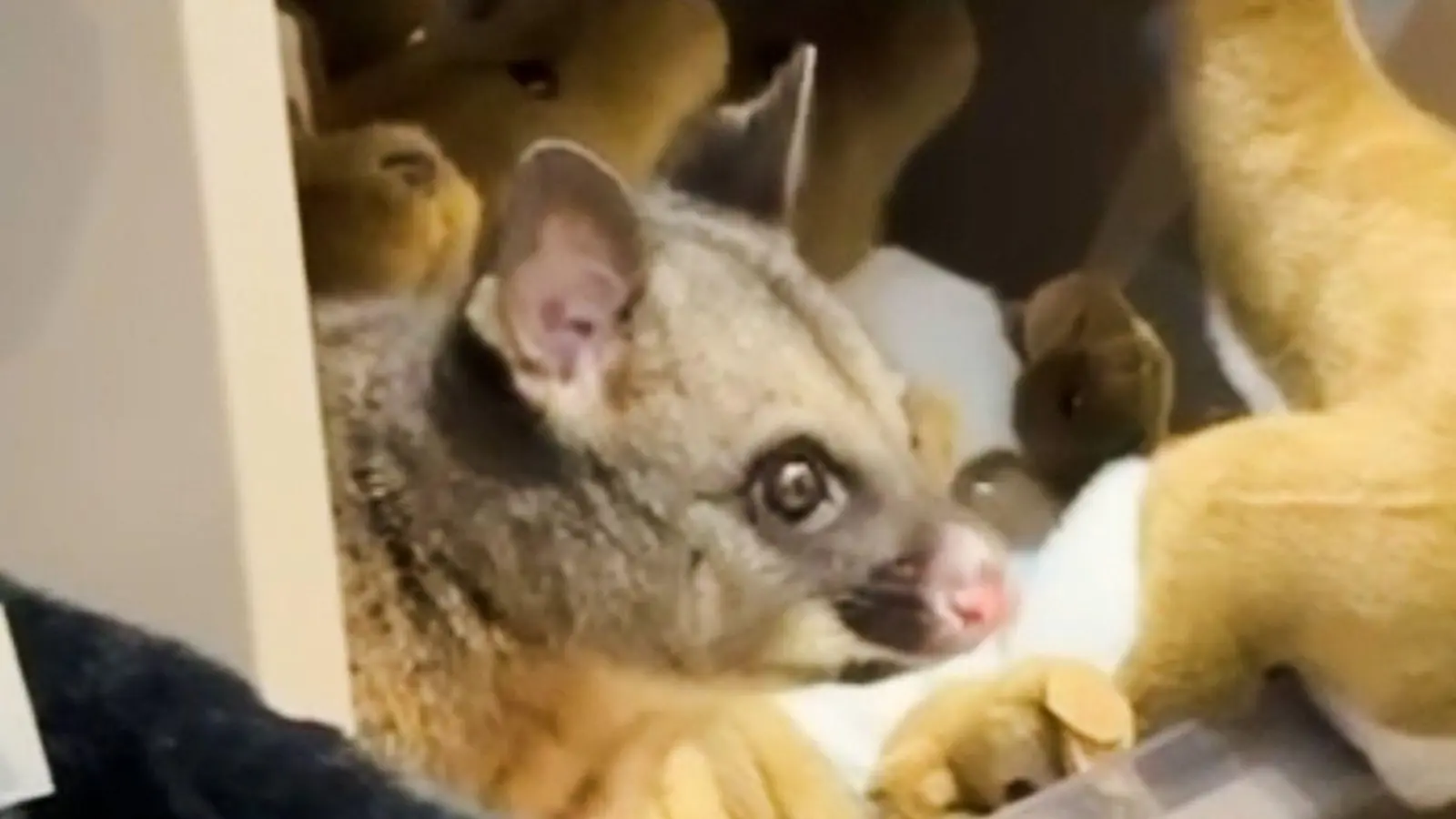 Zwischen kuscheligen Kängurus blickte plötzlich ein tierischer Gast einem Kunden entgegen. (Foto: Melissa Oddie/Melissa Oddie/AP/dpa)