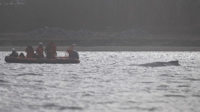 Der Wal soll jetzt in Ruhe gelassen werden - aber schafft er es aus eigener Kraft? (Foto: Philip Dulian/dpa)