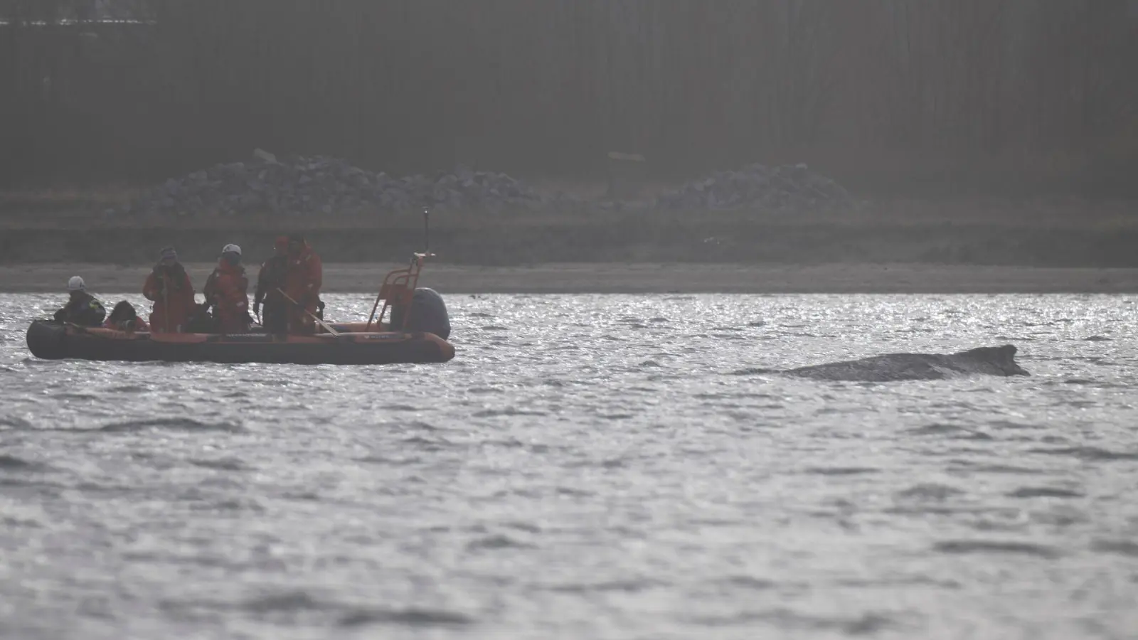 Der Wal soll jetzt in Ruhe gelassen werden - aber schafft er es aus eigener Kraft? (Foto: Philip Dulian/dpa)