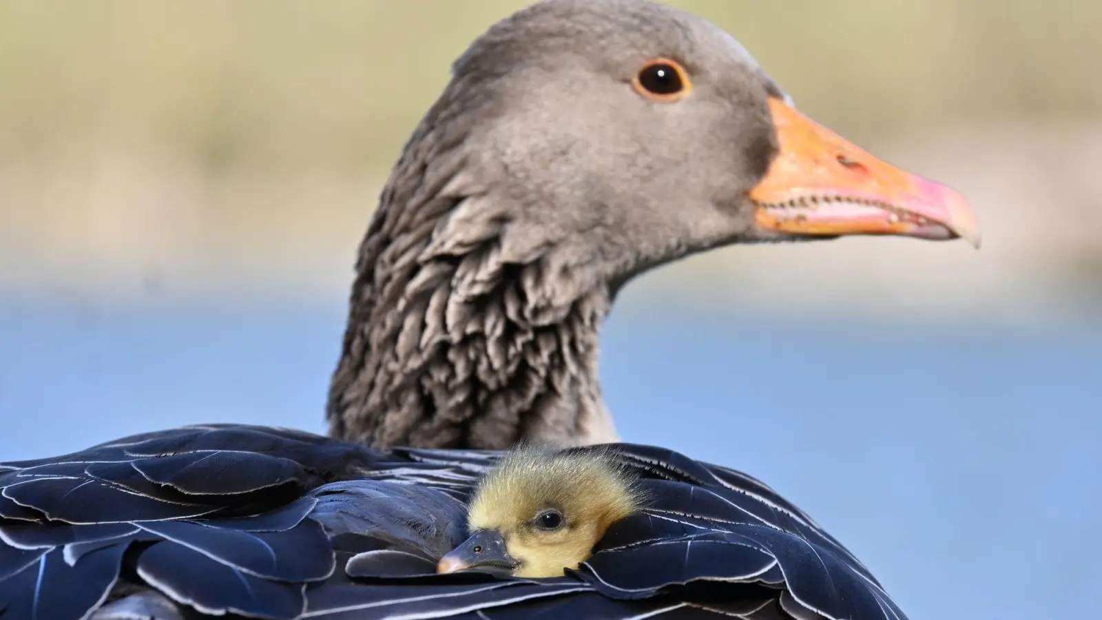 In Oberbayern ist die Vogelgrippe bei fünf verendeten Graugänsen nachgewiesen worden. (Symbolbild) (Foto: Katrin Requadt/dpa)